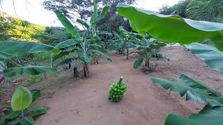 Colheita do primeiro cacho de Banana no caminho das bananeira [upl. by Clift]