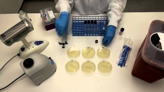 How to Perform Serial Dilutions in Microbiology [upl. by Wenz170]