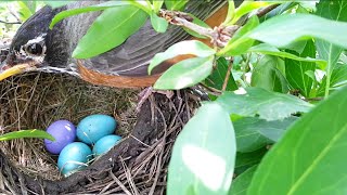 Brood parasitism Nonrejection behavior of foreign eggs by American Robin [upl. by Kori]