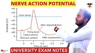 Nerve Action Potential  Saltatory Conduction  CNS Physiology [upl. by Salli]