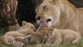 Wild African Diary  Tale Of Big Cats Lions Leopards and Cheetahs  Nature Documentary HD 2021 [upl. by Oznofla344]