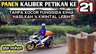 🔴 PANEN KE 21 HASILKAN ½ KWINTAL LEBIH infopertaniancabe [upl. by Thorfinn]