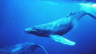 Chant des baleines  whales singing [upl. by Bozovich]