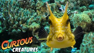 Longhorn Cowfish  Curious Creatures [upl. by Junette343]