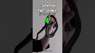 🐍 5 Black Snakes for Black Friday 🐍 blackfriday wildlife snake [upl. by Jolanta]