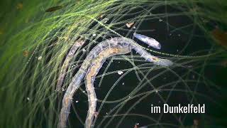 Nematoden Fadenwürmer im Wassertropfen aus einem Tümpel entnommen [upl. by Itnahsa]