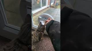 How to easily program a SureFlap Microchip activated Cat Flap catflap cats catlovers catsrule [upl. by Ocisnarf]