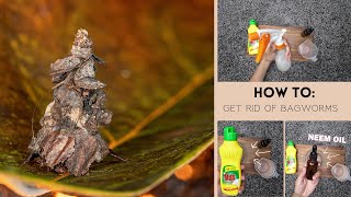 Just 2 Ingredients to Naturally Eliminate Bagworms on Your Trees Homemade Spray [upl. by Hilary]