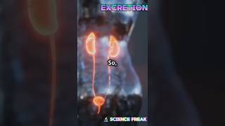 The Excretory system💯 part 2 science sciencefacts [upl. by Alister26]