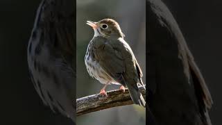 Ovenbird Seiurus aurocapilla [upl. by Nylannej]