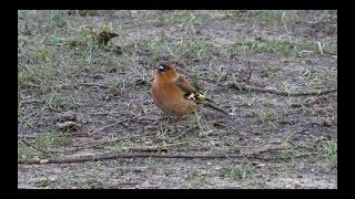 chaffinch sound 2017 in UHD  4K by ani male [upl. by Ardnwahsal]