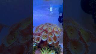 Coral Eating Reef Roids aquarium fishtank reeftank coral marineaquarium ocean sea reef fish [upl. by Leahcimsemaj209]