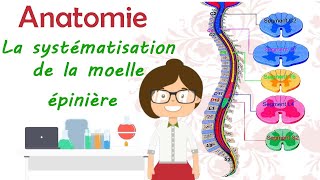 Anatomie  la systématisation de la moelle épinière  cours de 2 éme année médecine [upl. by Nelram]