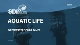 Aquatic Life  SDI Open Water Scuba Diver [upl. by Ardekan714]