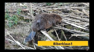 Biber auf seinem Bau bei seiner Narbenshow in Augsburg  Castor fiber  Europäischer Biber  Beaver [upl. by Giacopo]