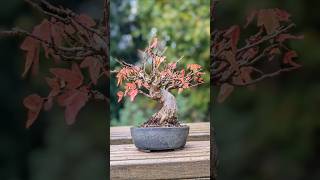 Dreispitz Ahorn im Herbst shohin bonsai 2024 autumn herbst [upl. by Milon979]