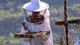 INCROYABLE 15000 abeilles quittent la ruche La Marmotte Bleue TV [upl. by Galitea10]