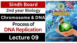 process of DNA replication  chromosome and DNA  class 12 biology Sindh board [upl. by Nylaroc242]