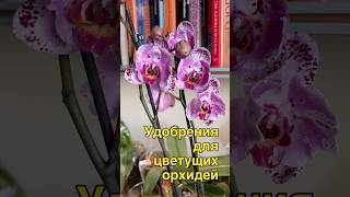 данапротасова orchideenpflege орхидеи orchideen зебо орхидеибабочки [upl. by Allicerp]