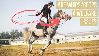 How WhipsCrops Really Affect Horses [upl. by Hauge573]