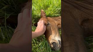 Pferdehofliebe  Im Land der Träume 😅😍 pferdehofliebe equestrian pferde youtubeshorts fohlen [upl. by Jacquelynn795]