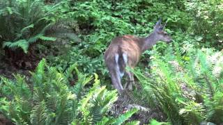 Deer at Lithia Park  June 2 2013 [upl. by Anawait]