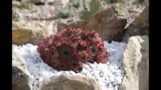 Comment planter des joubarbes Sempervivum [upl. by Pace]