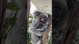 Meet the Animal That Sleeps Nearly All Day animalfacts koala [upl. by Ynohtn835]