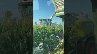 onboard fendt 8️⃣2️⃣0️⃣ corn silage with claas Jaguar 980👀 mais [upl. by Runkel]