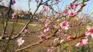 Spring Blossom Nectarines [upl. by Utley]