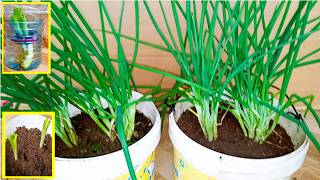 THE BEST WAY TO GROW SPRING ONIONS [upl. by Graehl]