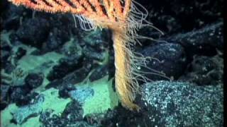 New species of bamboo coral  Isidella tentaculum [upl. by Enelyak]