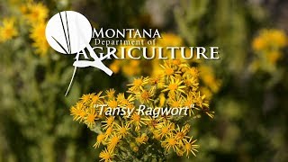 Noxious Weed Videos Vol 3 5 Tansy Ragwort [upl. by Hickie]