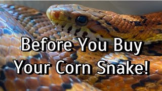 3 Things to do BEFORE You Buy a Corn Snake [upl. by Bozuwa]