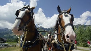 The Clydesdales Come Marching In [upl. by Etnoval918]