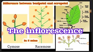 💯Inflorescence Class 11 Morphology in plants Animation  Explanation  Acropetal Basipetal [upl. by Eoin]