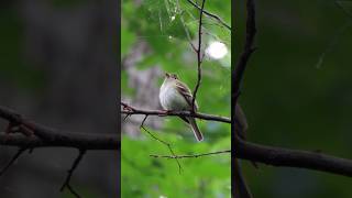 Acadian Flycatcherbirdsusa migratingbirds [upl. by Yanrahs]