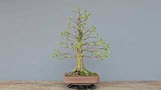 Bonsai Taxodium distichum 13 Anos Masterpiece [upl. by Mccafferty]