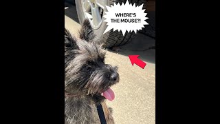 Cairn Terrier Meets Mouse [upl. by Job]