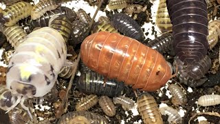 Armadillidium vulgare St Lucia Isopods “Forbidden Jelly Beans” [upl. by Neumark924]