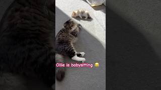 Daddy cat Ollie Babysits little Cookie kitten cat kitten cute babysitting catsitting cute [upl. by Luckett521]