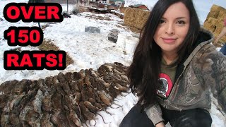 WELL OVER 150 RATS Caught by My Mink and Dogs [upl. by Aidnahs]