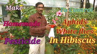 How to make Homemade Pesticide to Control Aphids and White flies [upl. by Kcirre]