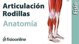 ARTICULACIÓN DE LA RODILLA Huesos ligamentos movimientos y curiosidades [upl. by Armmat301]