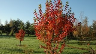 Acer rubrum Brandywine Canadian Maple [upl. by Dlareme57]