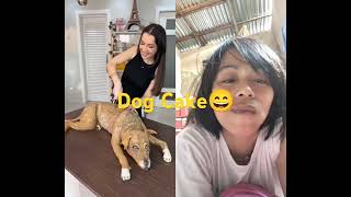 Prank Dog cakecat dog dogcake shorts shortsvideo memes youtubeshorts [upl. by Maddocks753]