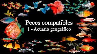 Peces compatibles 1  Acuario geográfico [upl. by Franza797]