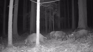 Wild boars up close herd with piglets searching for food in the forest Nature documentary wildlife [upl. by Ecnaralc679]