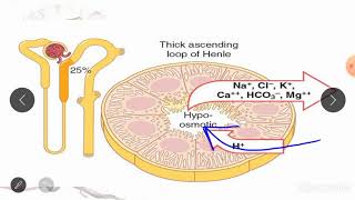 Tubular reabsorption and secretion along different parts of nephron [upl. by Doty]