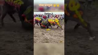 Akhada mein per hamari Holi Lal Yadav ji ke bhains ke sath ladai hue [upl. by Hera]